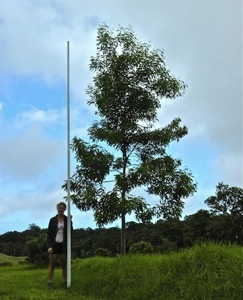Dano's koa tree