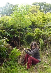 Penny Prior weeding koa tree