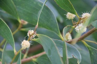 Koa tree in bloom